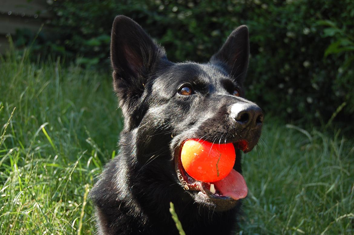 Schæferhund Nelly *AKA* Terroristen. billede 5