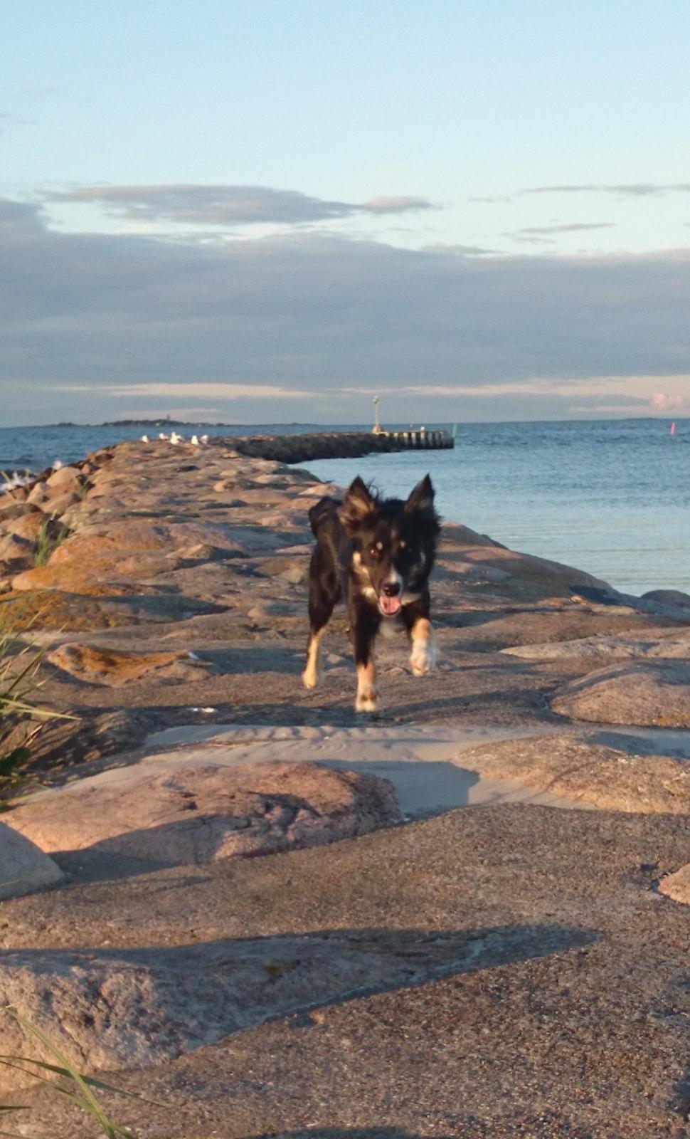 Blanding af racer Baloo - jeg kommer nu billede 44