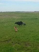 Blanding af racer Baloo - Baloo og Meko billede 39