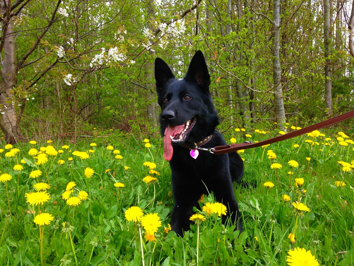 Schæferhund Nelly *AKA* Terroristen. - så smuk! billede 12