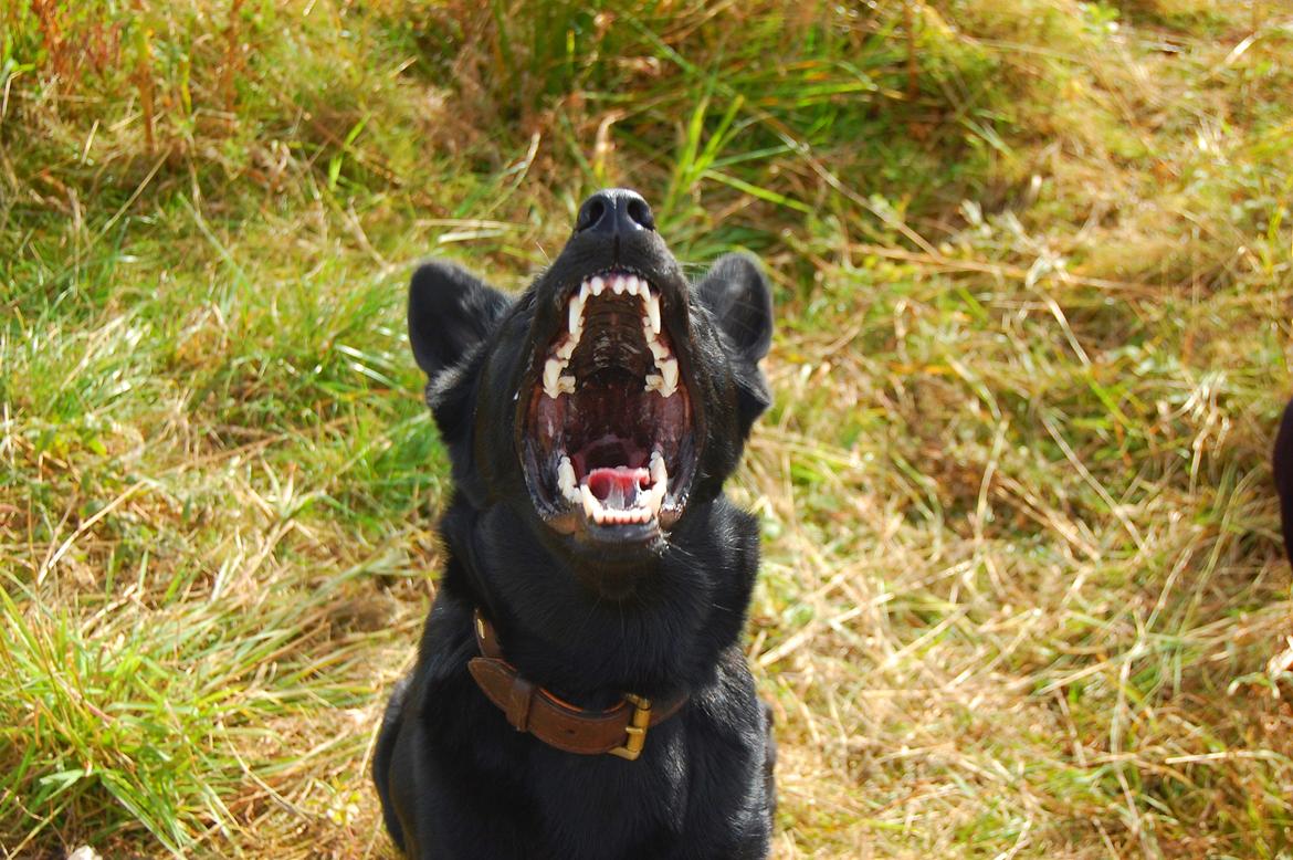 Schæferhund Nelly *AKA* Terroristen. - miiiaaav:) billede 8