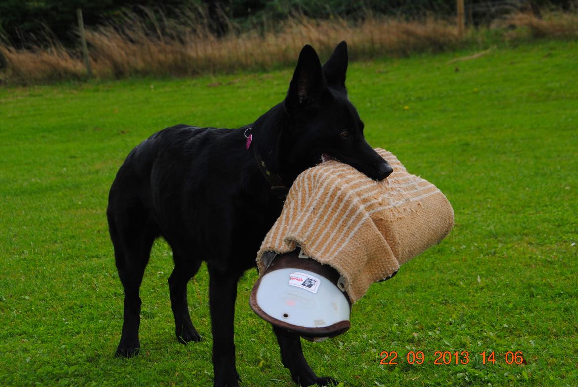 Schæferhund Nelly *AKA* Terroristen. billede 10