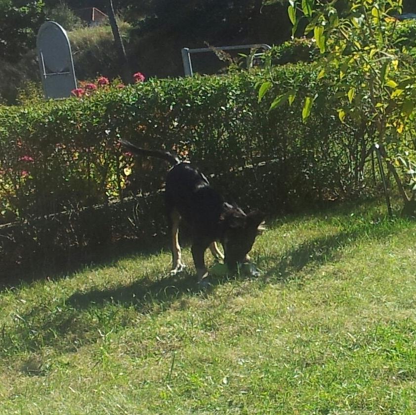 Blanding af racer Baloo - hygge i haven billede 33