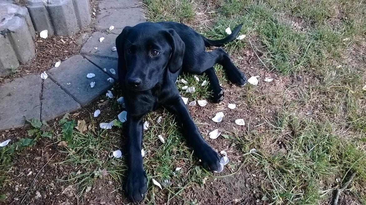 Labrador retriever Sif billede 33