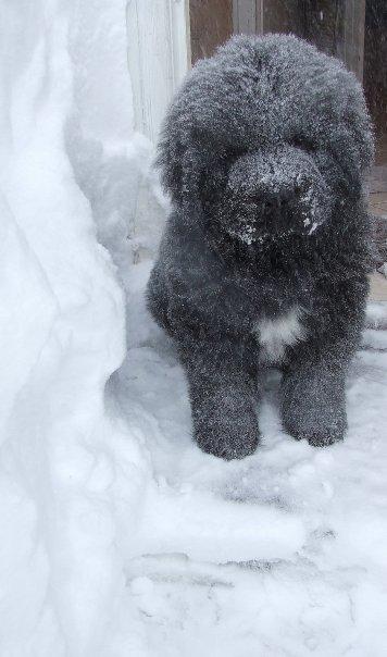 Newfoundlænder Newf-Line's Jackpot Joe - Nu som snemand (: billede 5