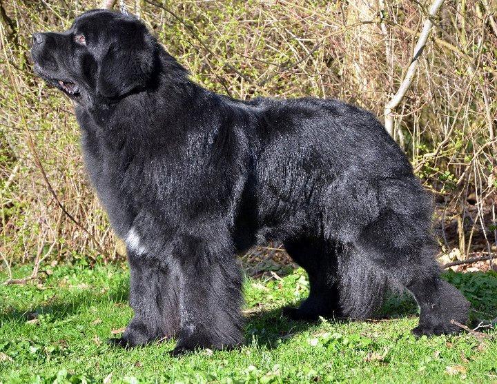 Newfoundlænder Newf-Line's Jackpot Joe billede 9