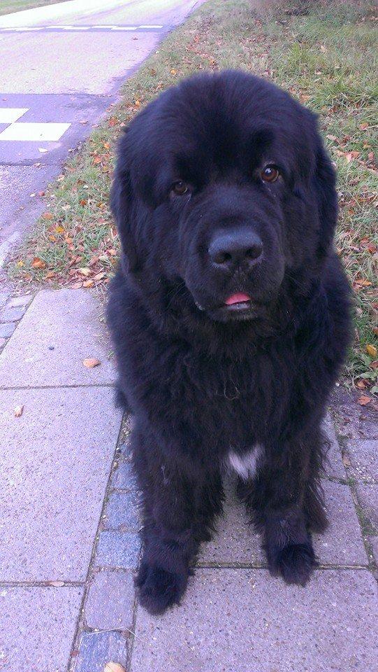 Newfoundlænder Newf-Line's Jackpot Joe billede 10