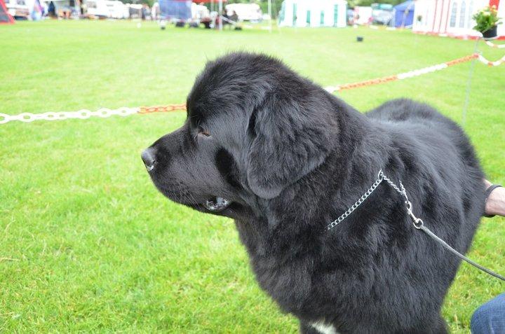 Newfoundlænder Newf-Line's Jackpot Joe billede 8