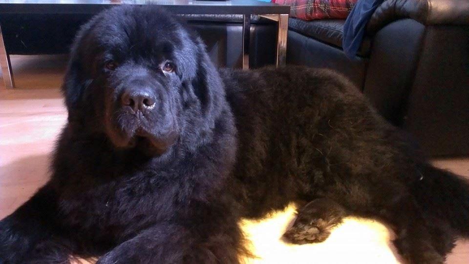 Newfoundlænder Newf-Line's Jackpot Joe - Nyvasket og nyklippet! (: billede 12