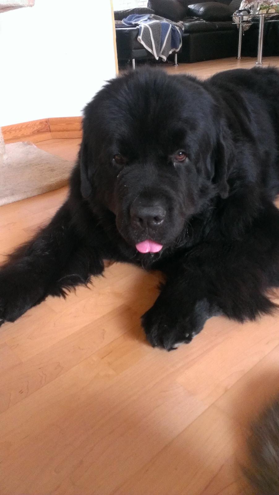 Newfoundlænder Newf-Line's Jackpot Joe billede 13