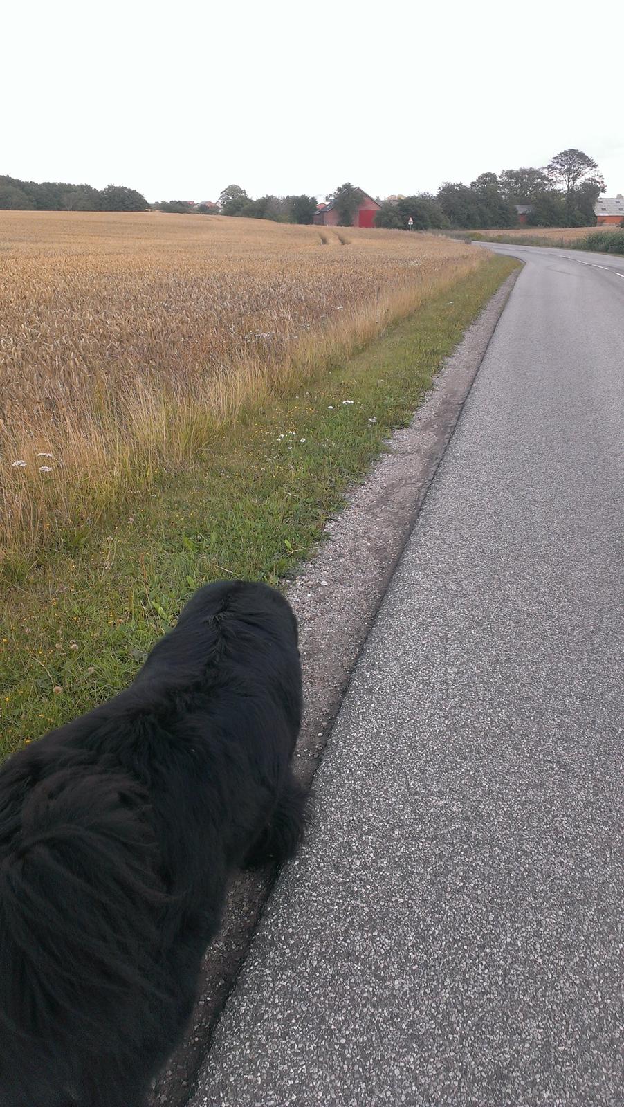 Newfoundlænder Newf-Line's Jackpot Joe billede 14