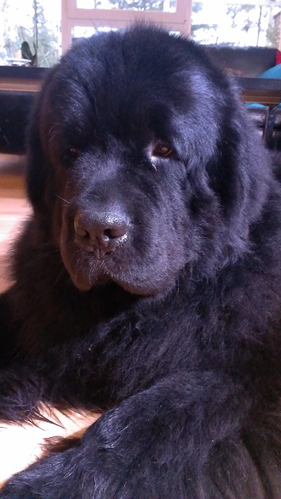 Newfoundlænder Newf-Line's Jackpot Joe billede 15