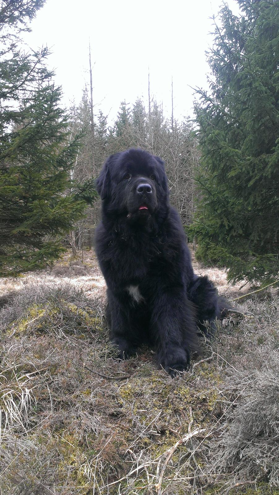 Newfoundlænder Newf-Line's Jackpot Joe billede 18