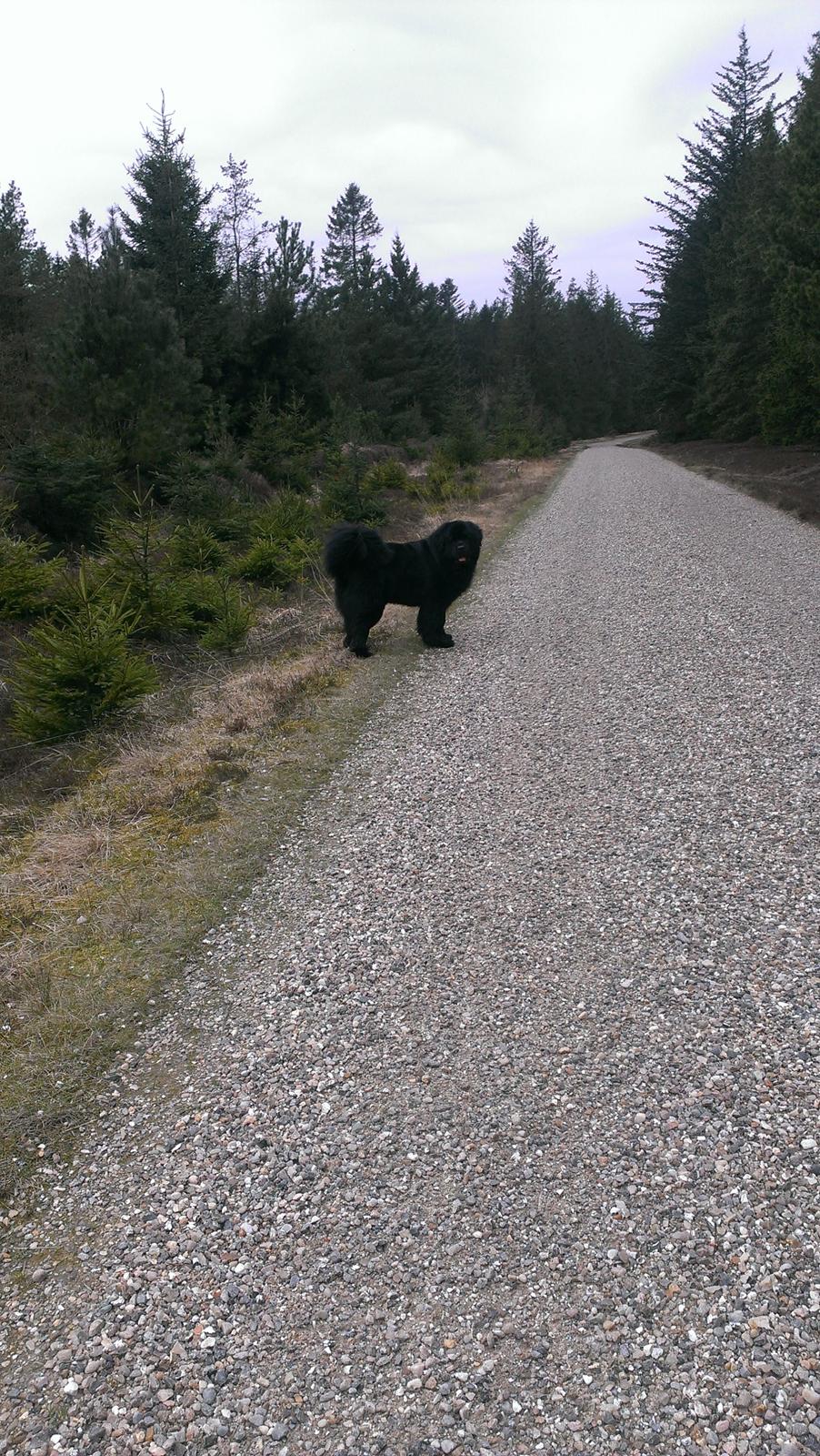 Newfoundlænder Newf-Line's Jackpot Joe - Jamen så kom dog kvinde! billede 21