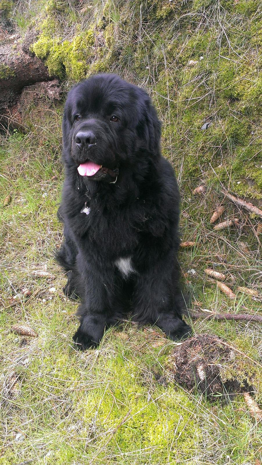 Newfoundlænder Newf-Line's Jackpot Joe billede 22