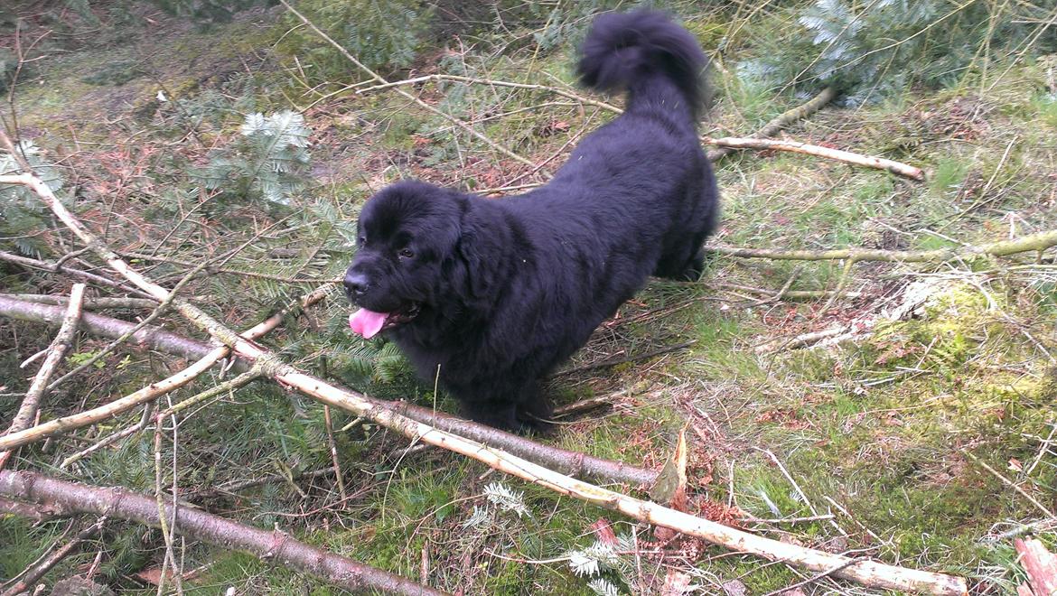 Newfoundlænder Newf-Line's Jackpot Joe billede 25