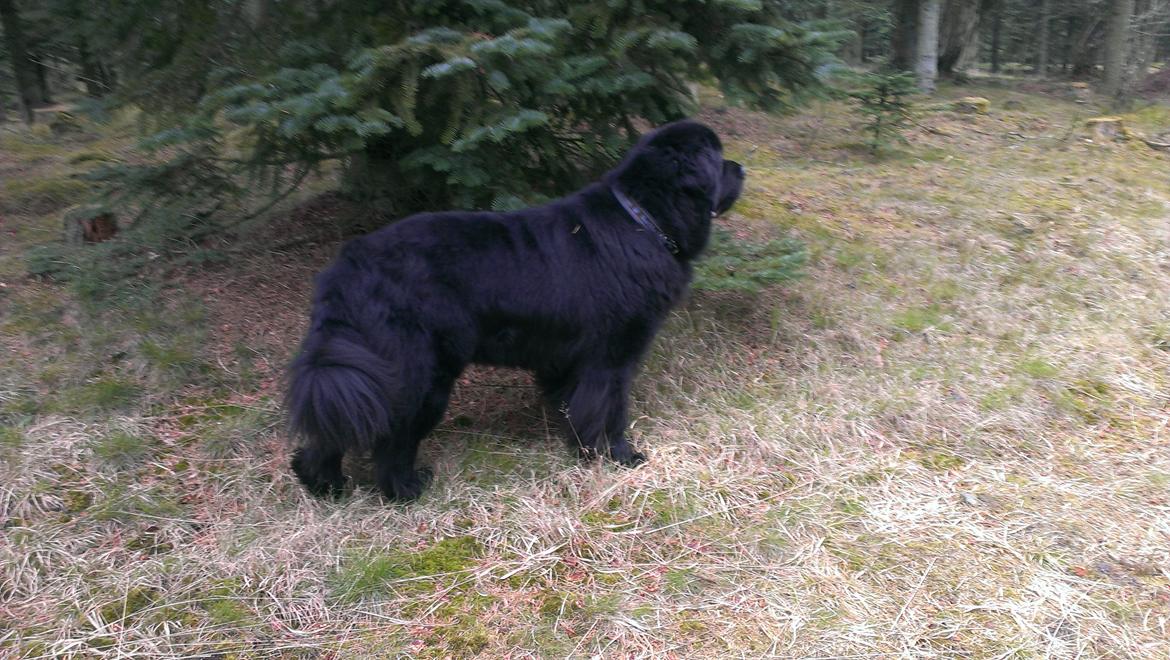 Newfoundlænder Newf-Line's Jackpot Joe billede 26