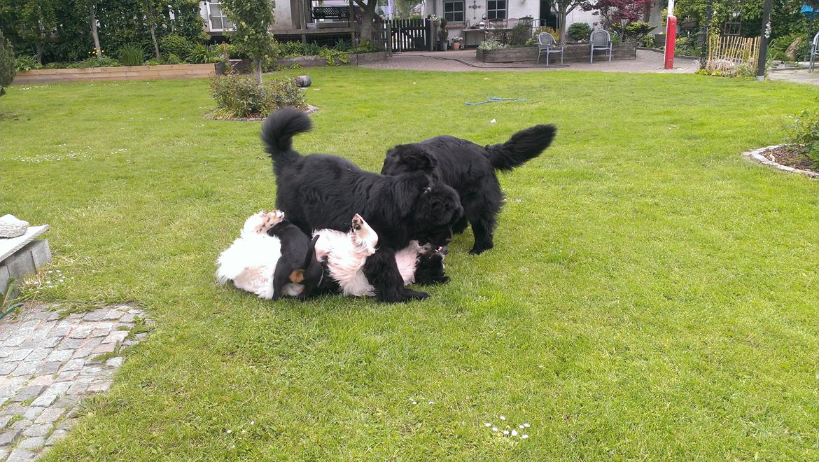 Newfoundlænder Newf-Line's Jackpot Joe - Det er råhygge! (: billede 29