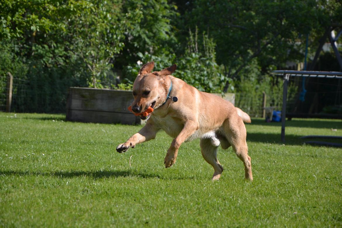 Labrador retriever Gustav - "Dræber" hunden Gustav :) billede 23