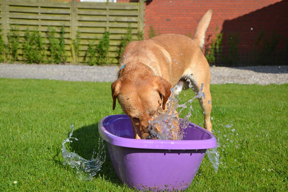 Labrador retriever Gustav billede 25