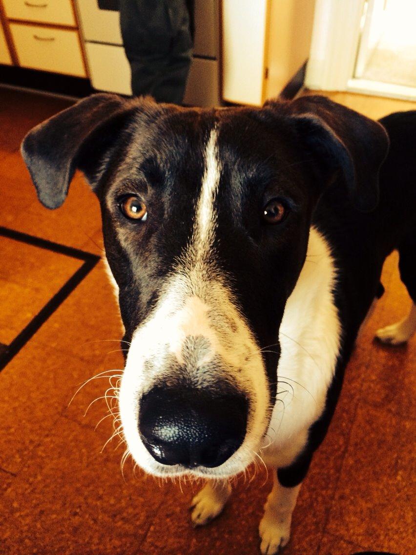 Blanding af racer Kato billede 1