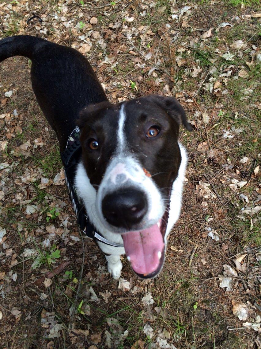 Blanding af racer Kato billede 3