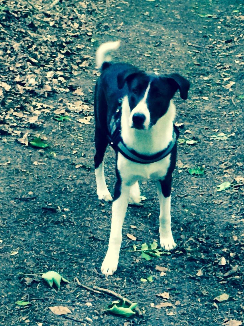 Blanding af racer Kato billede 4