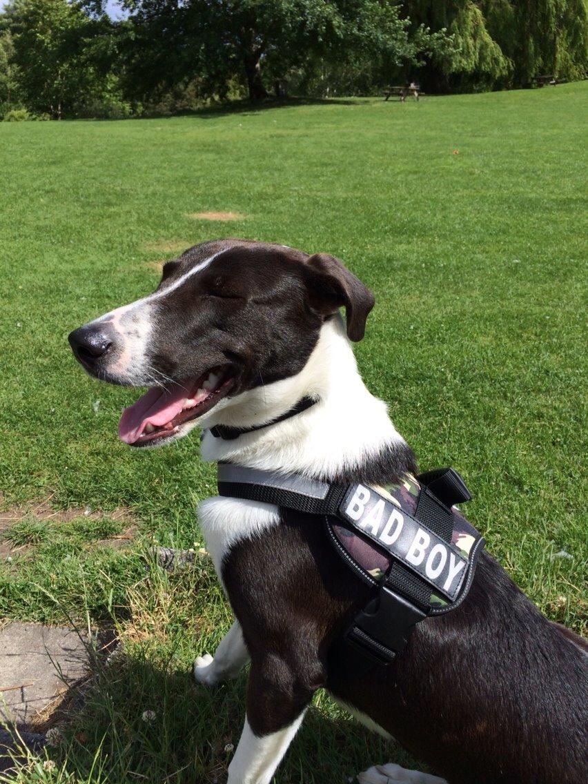 Blanding af racer Kato billede 6