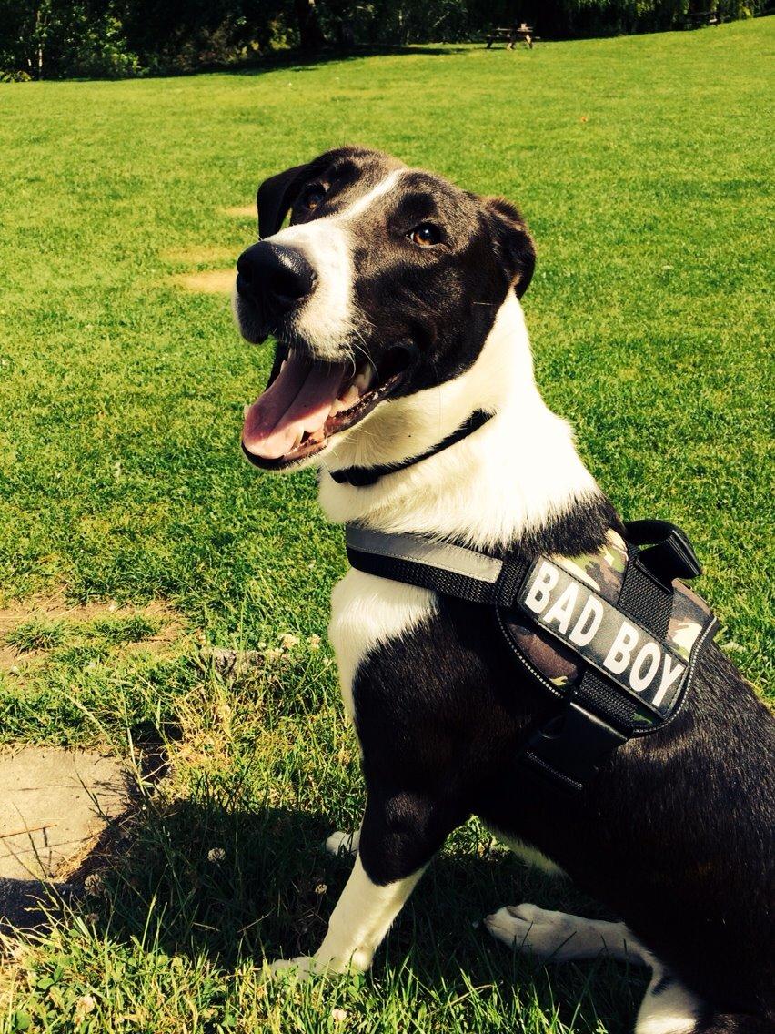 Blanding af racer Kato billede 5