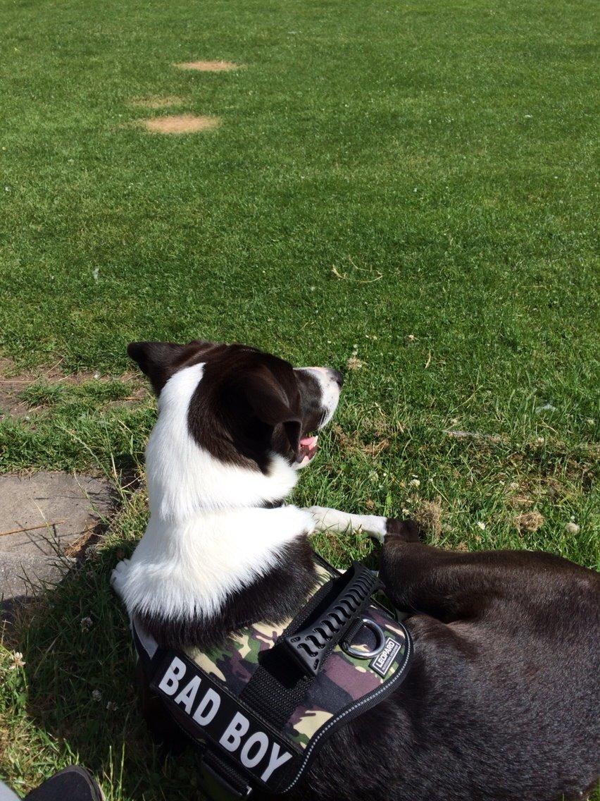 Blanding af racer Kato billede 7