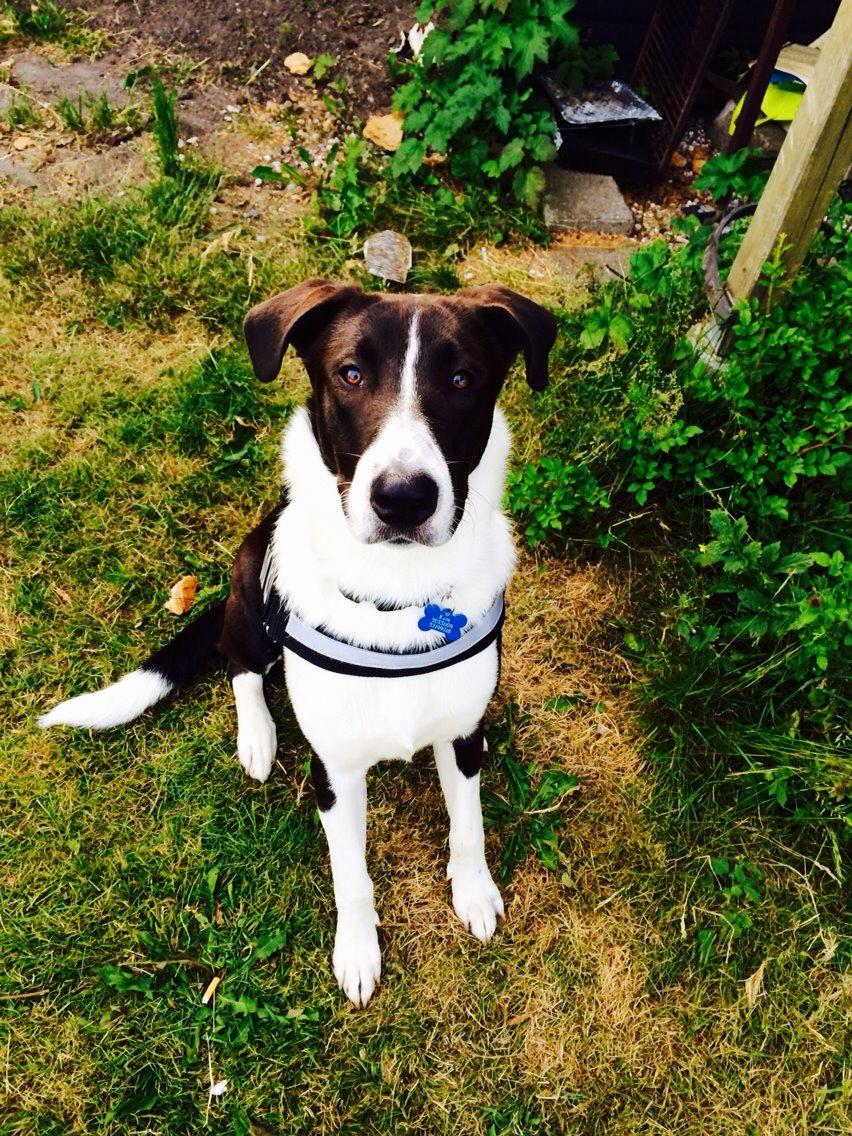 Blanding af racer Kato billede 8