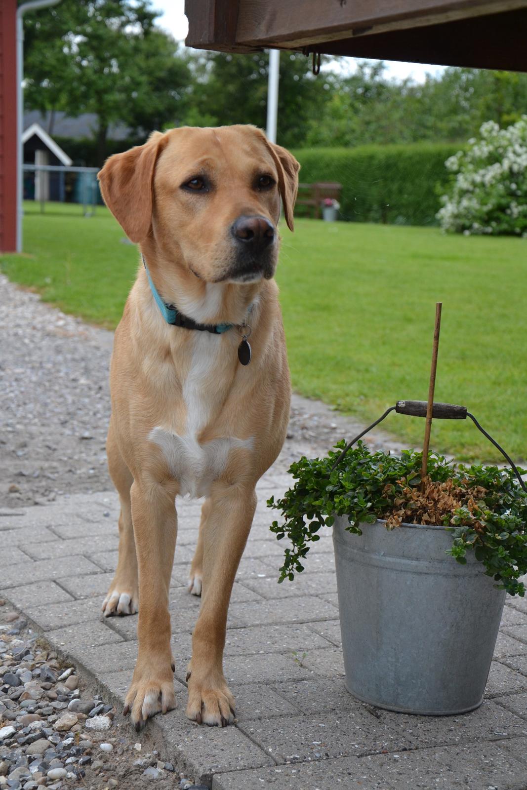 Labrador retriever Gustav billede 26