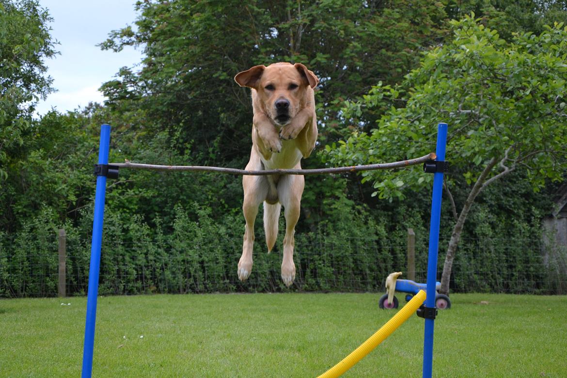 Labrador retriever Gustav - Tager da lige 1 meter + i fin stil :) billede 27