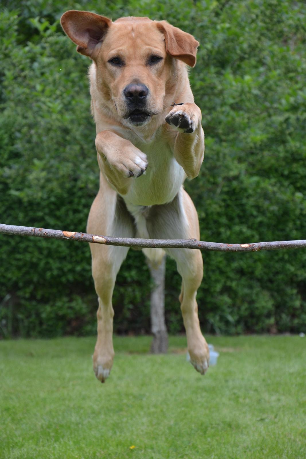 Labrador retriever Gustav billede 28