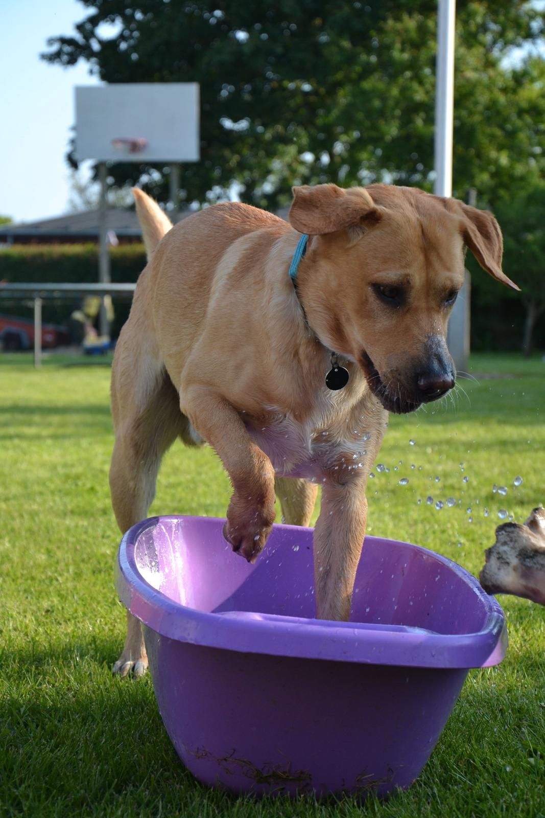 Labrador retriever Gustav billede 29
