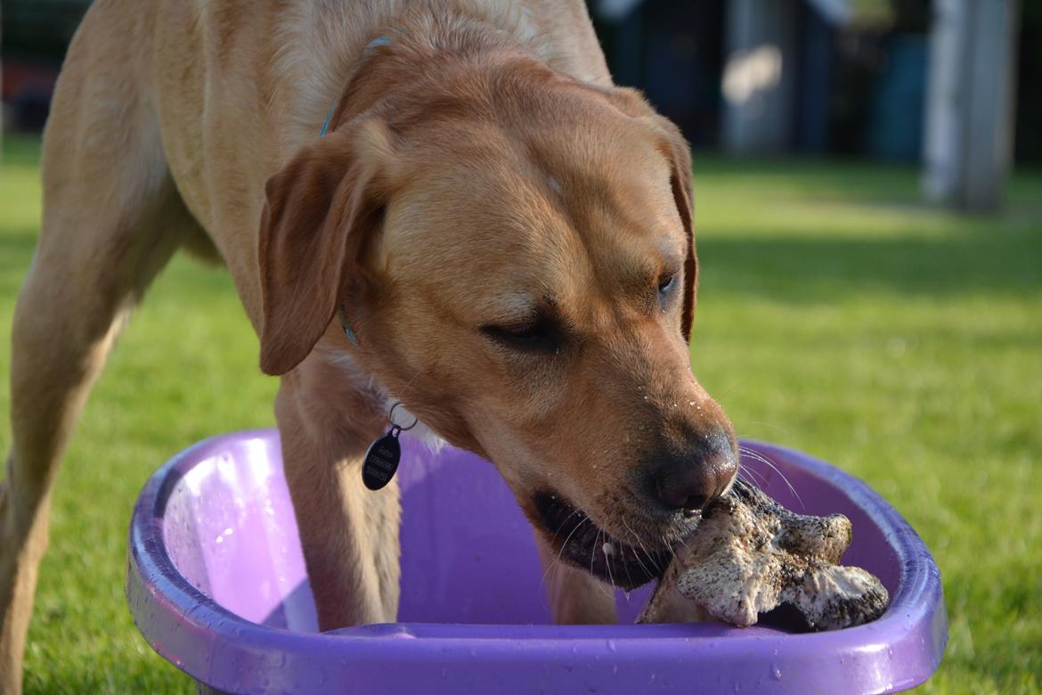 Labrador retriever Gustav billede 30