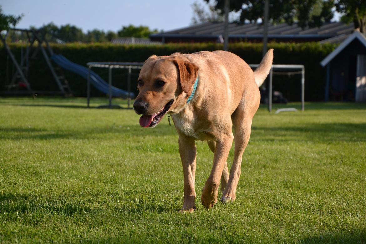 Labrador retriever Gustav billede 31