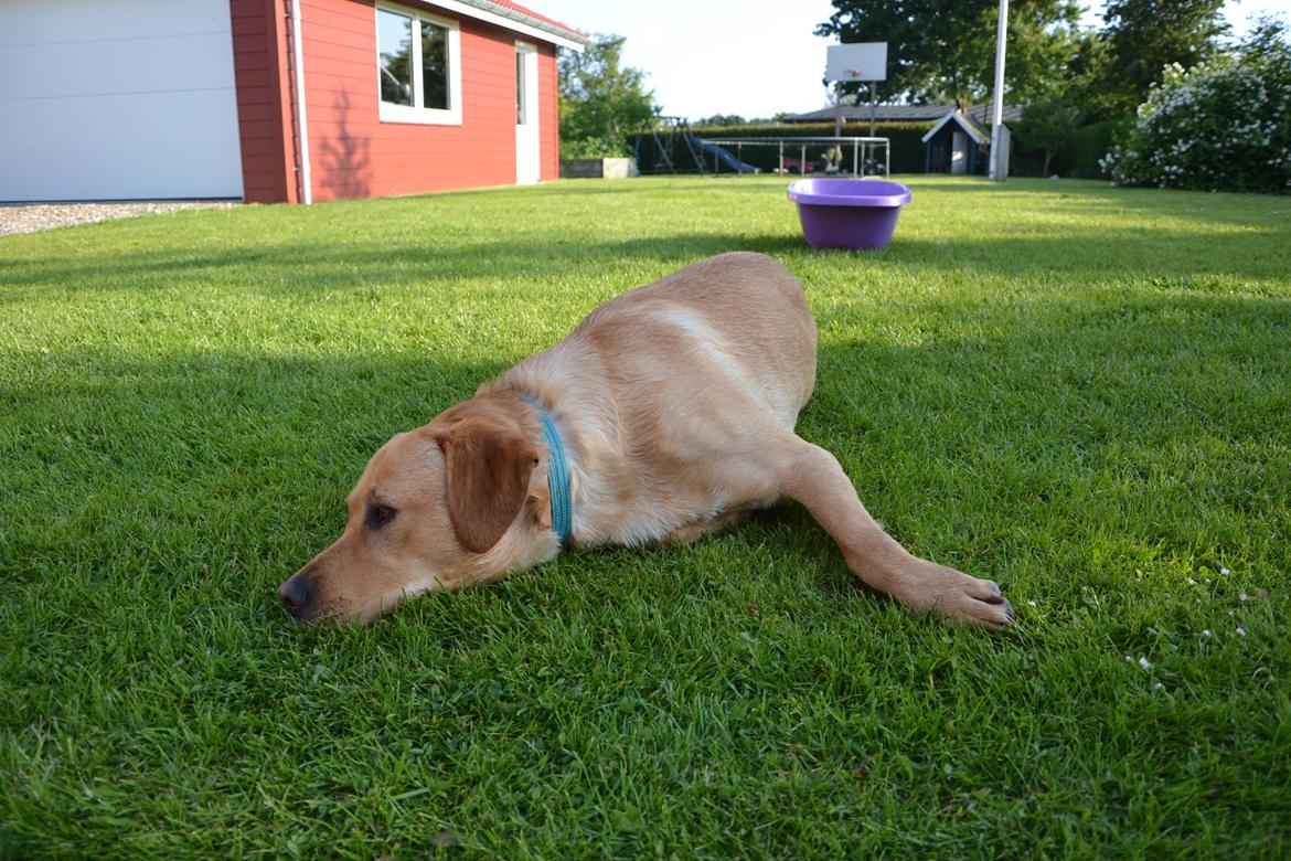 Labrador retriever Gustav billede 32