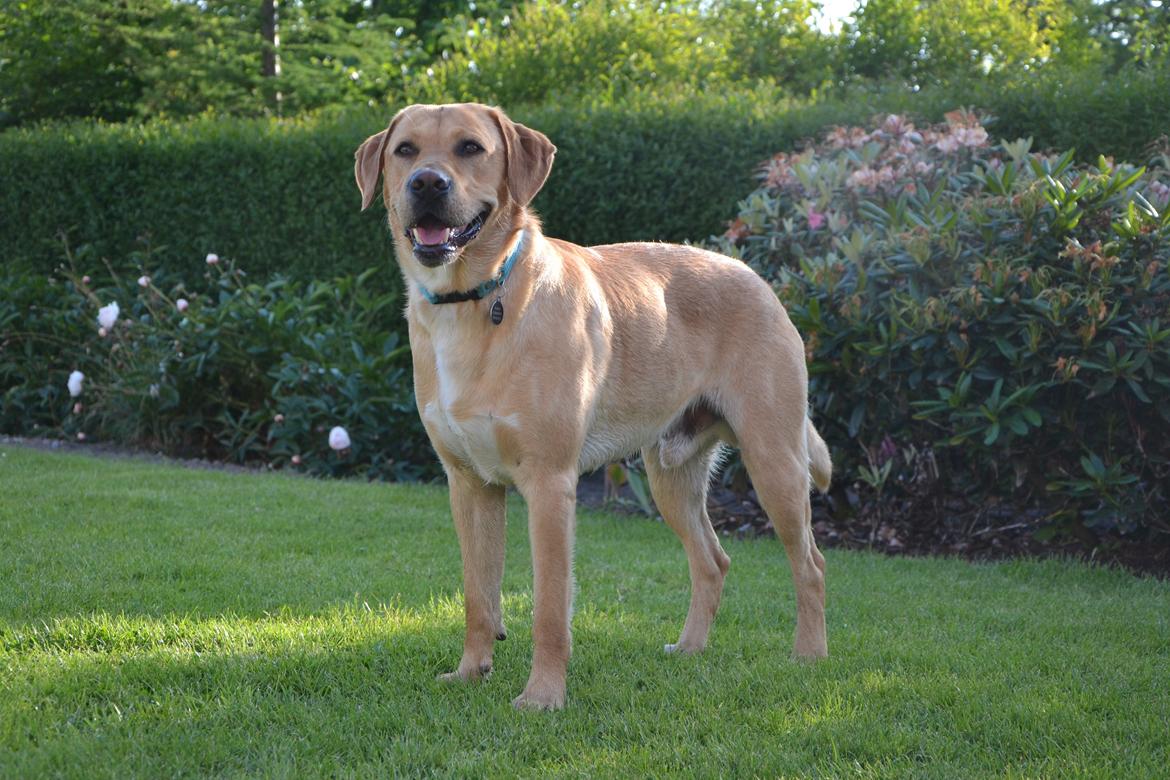 Labrador retriever Gustav billede 33