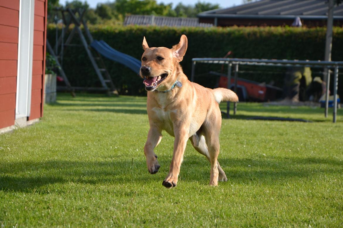 Labrador retriever Gustav billede 34