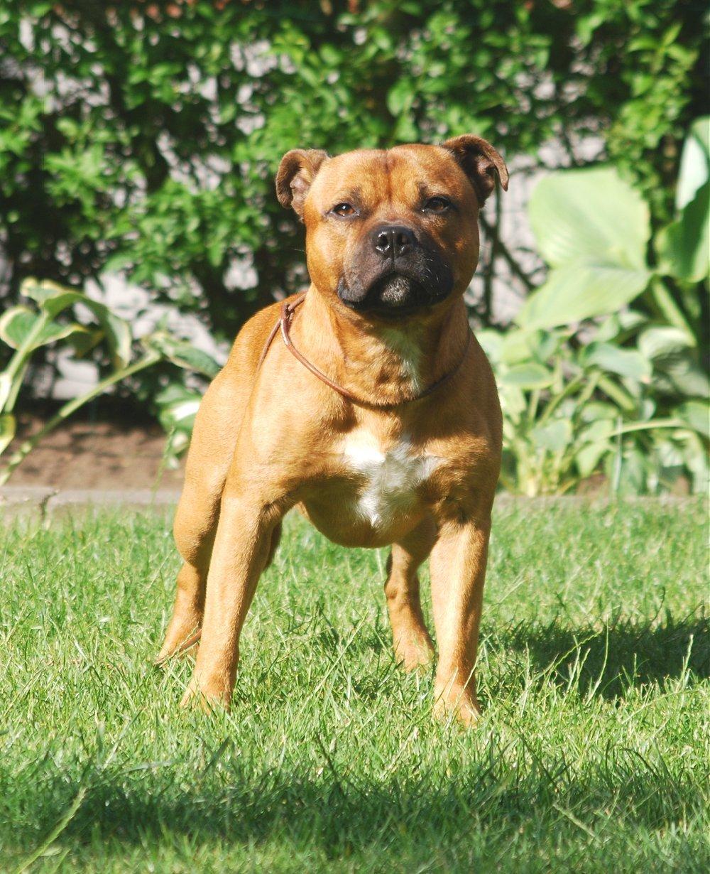 Staffordshire bull terrier Cooper billede 15