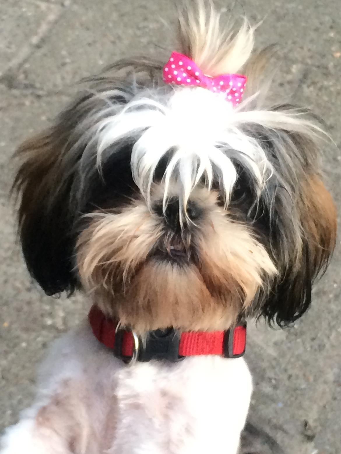 Shih tzu Laika - Billedet taget i maj 2014, Så smuk og fin <3 billede 1