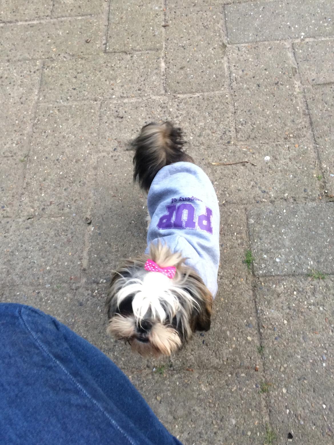 Shih tzu Laika - Billed taget hos tidligere ejer 2014, Så fryser jeg ikke :D billede 2