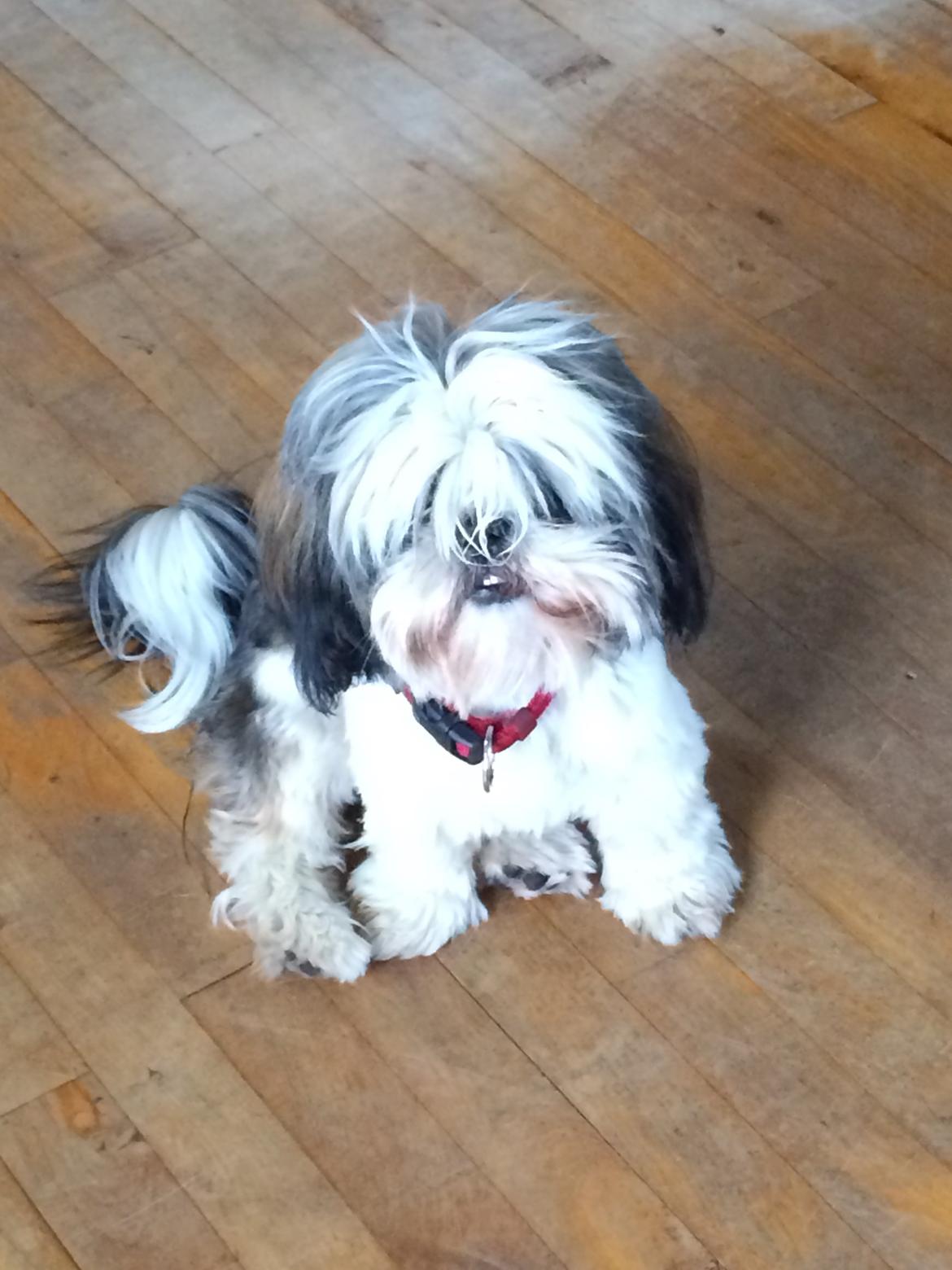 Shih tzu Laika - 23/6-14 billede 3