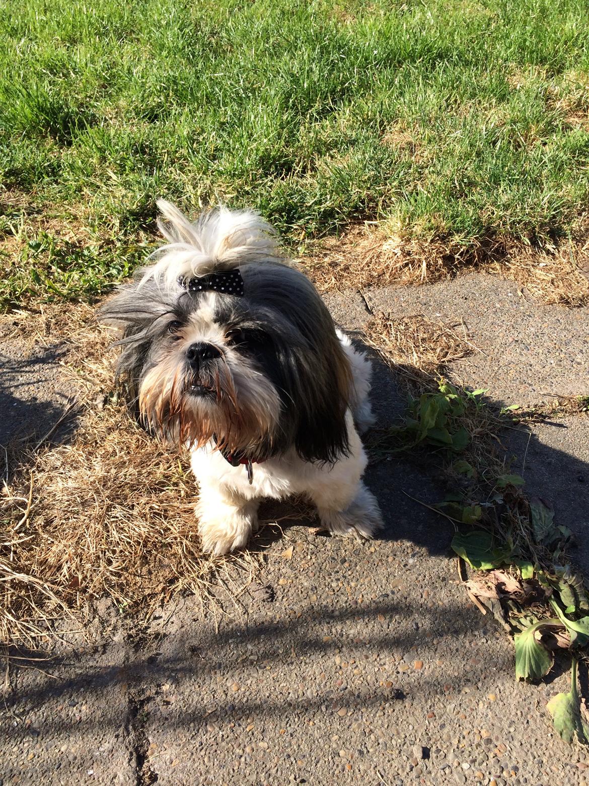 Shih tzu Laika - 23/6-14 billede 4