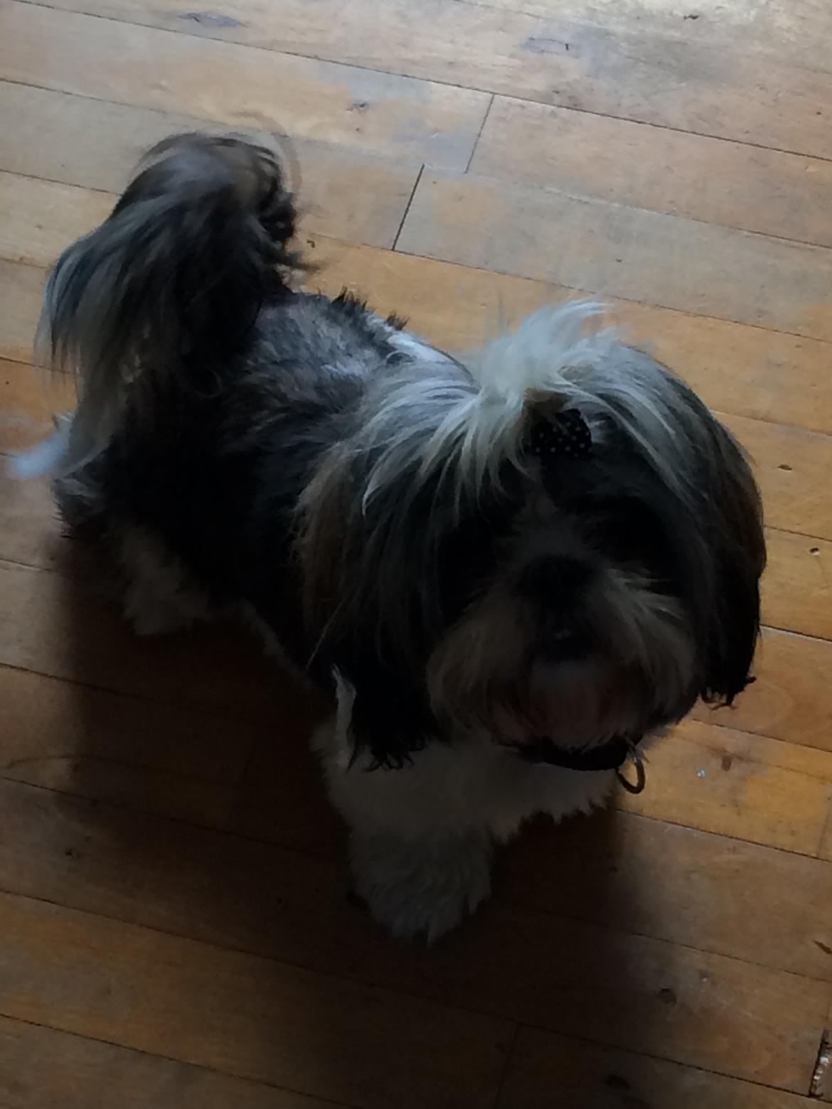 Shih tzu Laika - 23/6-14 Lille smukke pige <3 billede 5