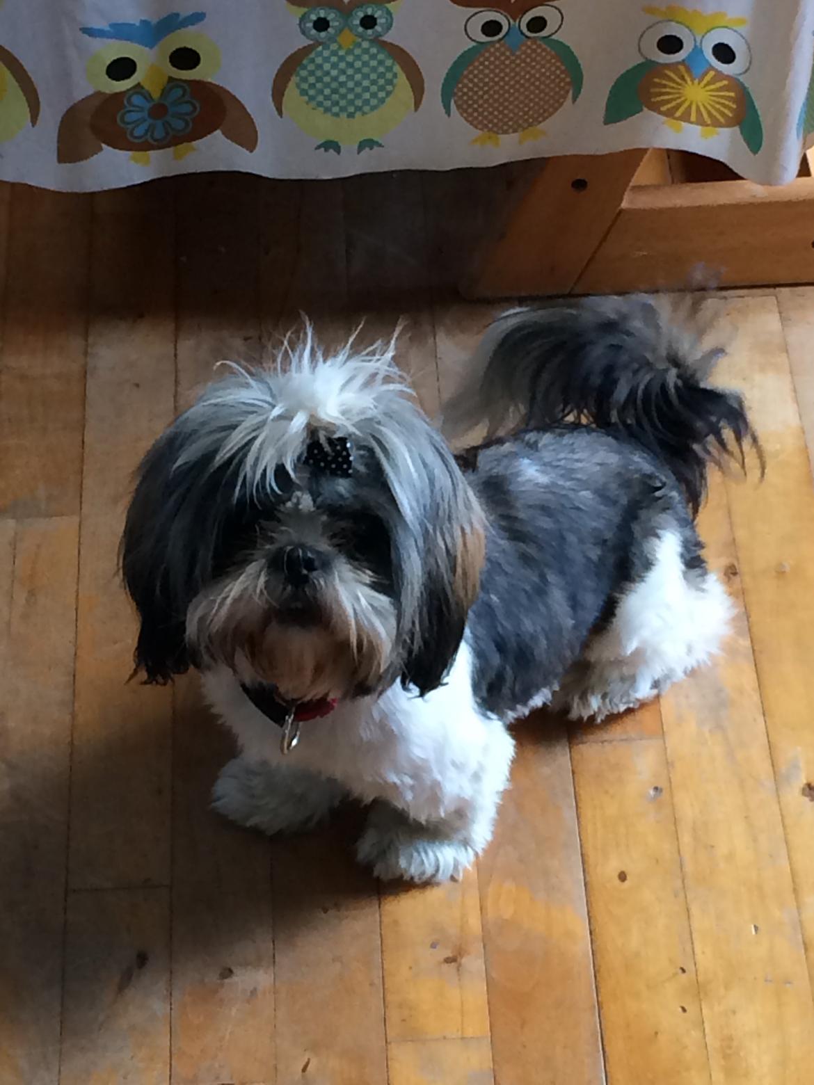 Shih tzu Laika - 23/6-14 hej moar <3 billede 6