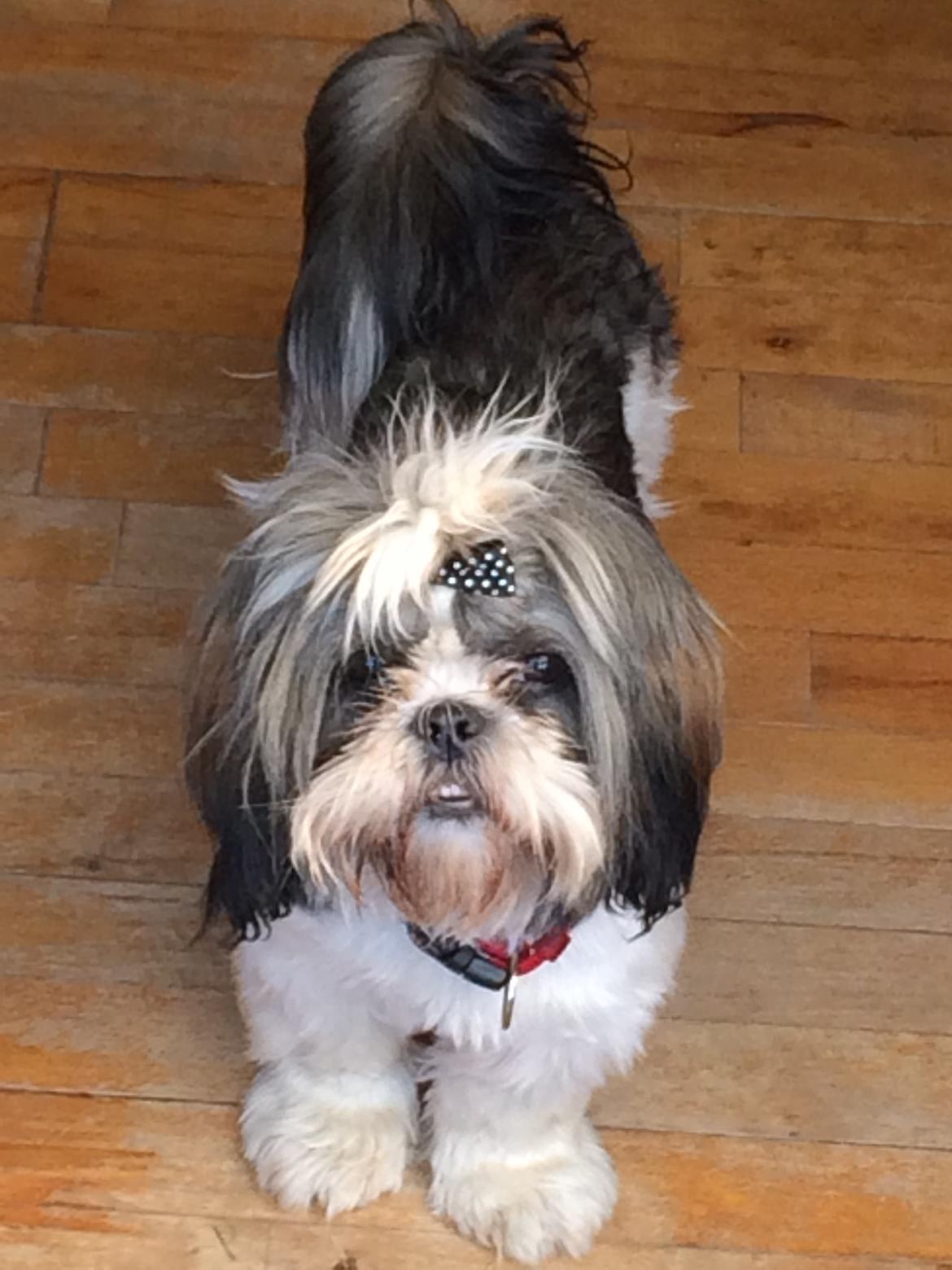 Shih tzu Laika - Skal vi gå en tur???    23/6-14 billede 7