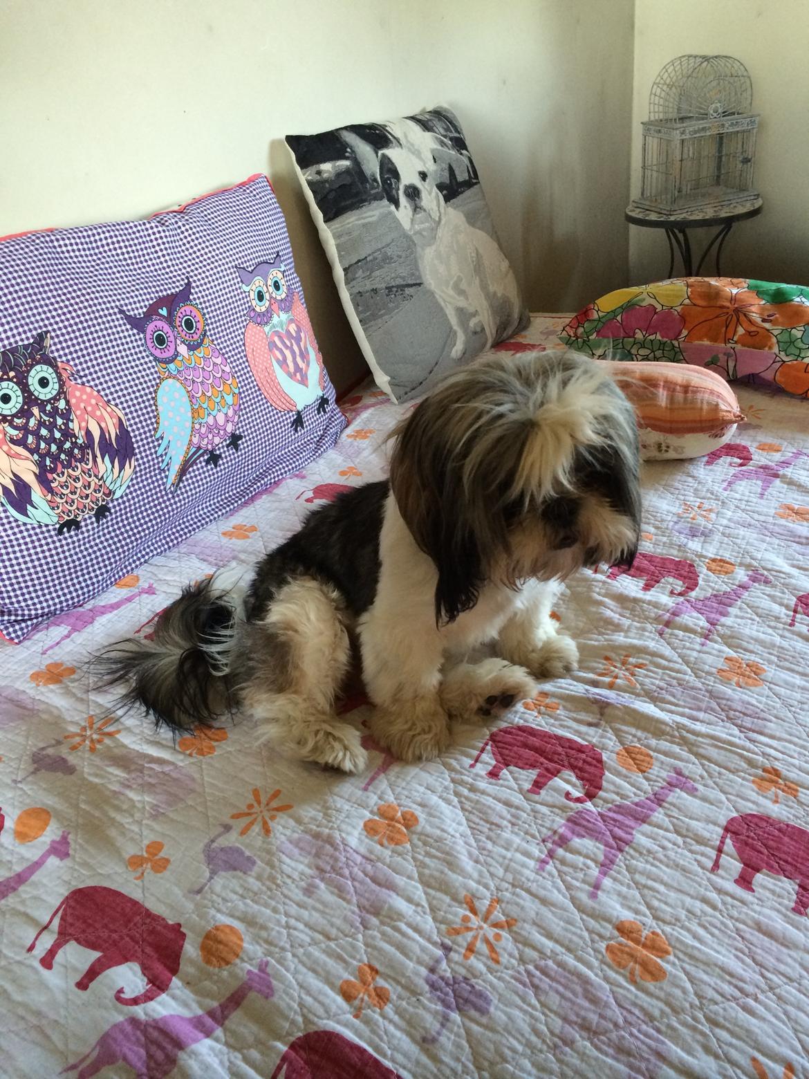 Shih tzu Laika - Hyggehunden <3   23/6-14 billede 8