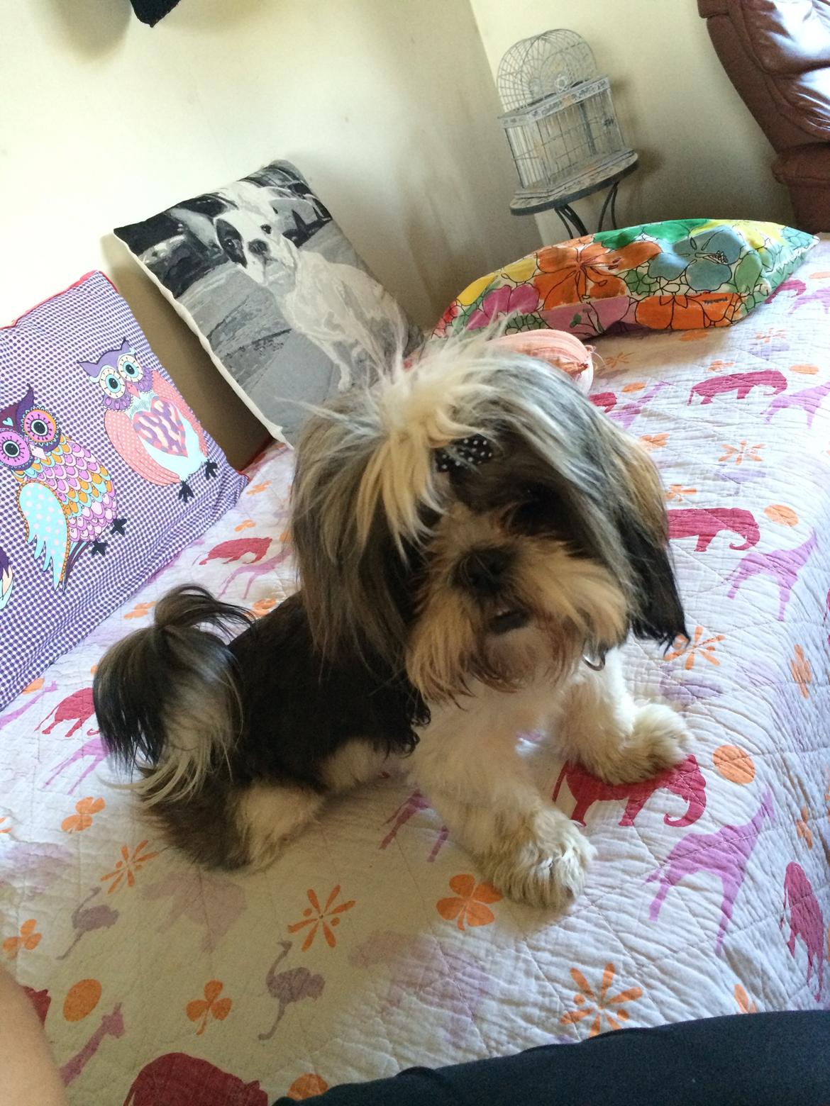 Shih tzu Laika - Smuksak <3   23/6-14 billede 9